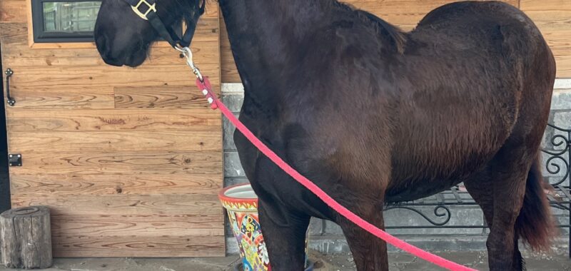 KFPS Filly Friesian