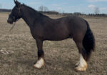 2023 Black Lp Gypsy Vanner All Around Gelding