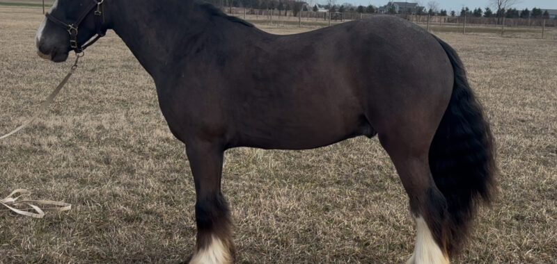 2023 Black Lp Gypsy Vanner All Around Gelding