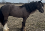 2023 Black Lp Gypsy Vanner All Around Gelding