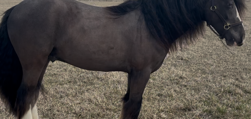 2023 Black Lp Gypsy Vanner All Around Gelding