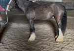 2023 Black Lp Gypsy Vanner All Around Gelding