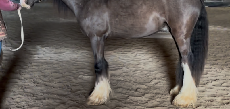 2023 Black Lp Gypsy Vanner All Around Gelding