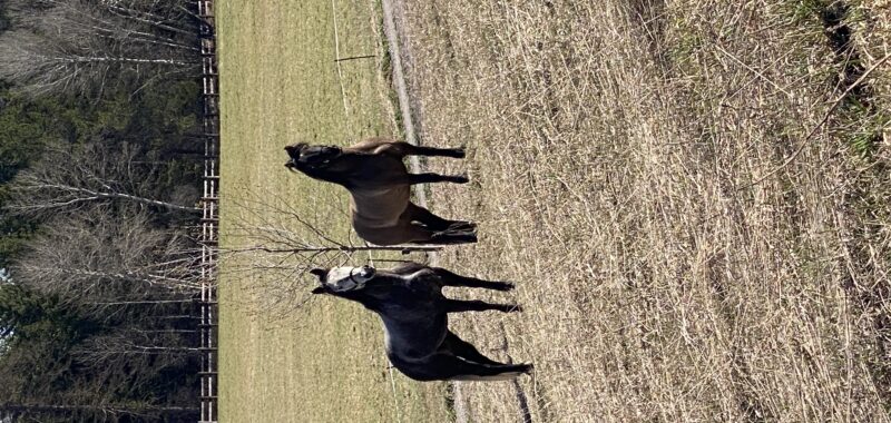 Stunning half draft half quarter horse mare