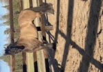 Stunning half draft half quarter horse mare