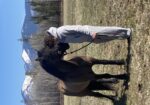 Stunning half draft half quarter horse mare