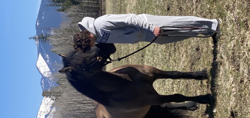 Stunning half draft half quarter horse mare