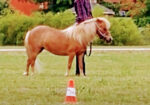 “Magic” pedigreed show horse