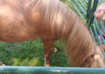 “Magic” pedigreed show horse