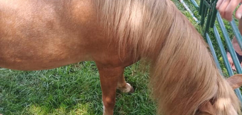 “Magic” pedigreed show horse