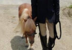 “Magic” pedigreed show horse
