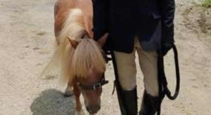 “Magic” pedigreed show horse