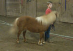 “Magic” pedigreed show horse