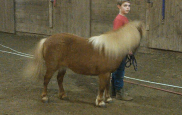 “Magic” pedigreed show horse