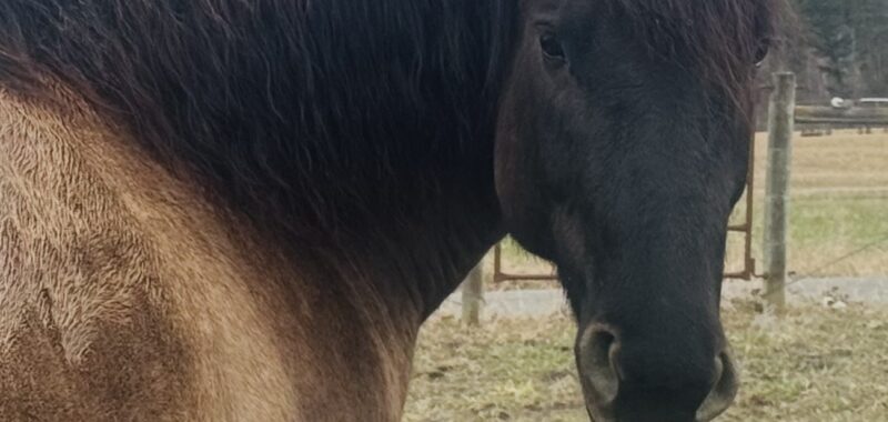 Stunning half draft half quarter horse mare