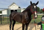Project Percheron Gelding