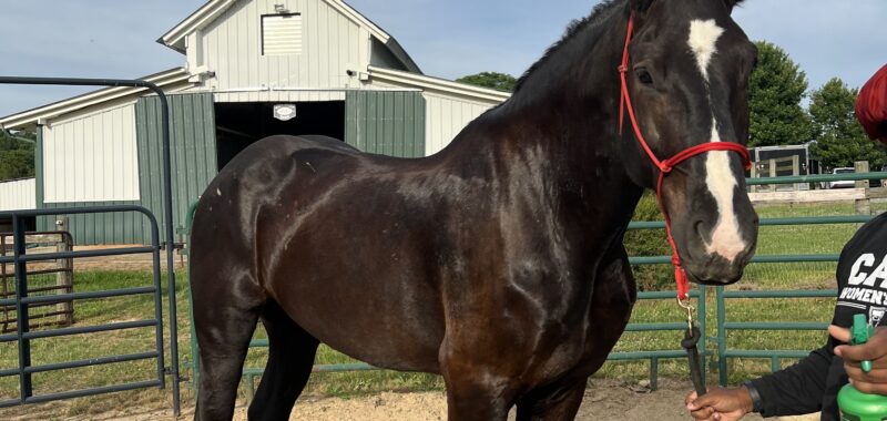 Project Percheron Gelding