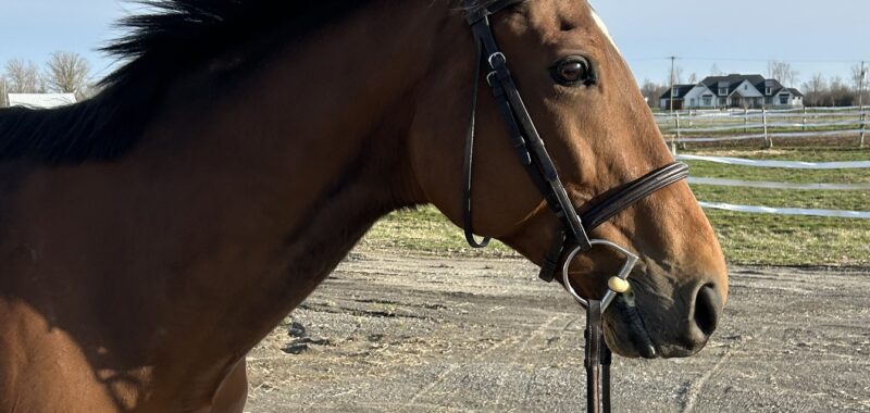 No Salt- Loveable 2017 Bay Gelding