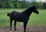 Registered half Arabian and half Quarter horse