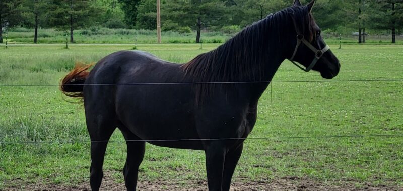 Registered half Arabian and half Quarter horse