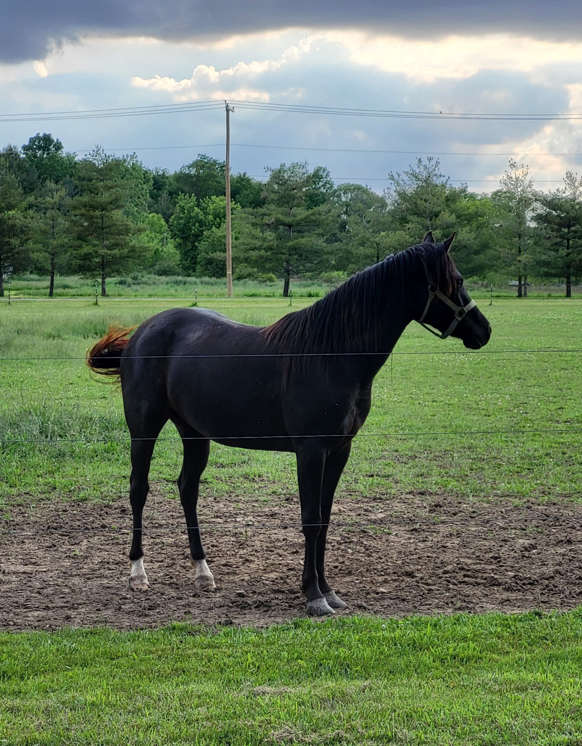 Registered half Arabian and half Quarter horse