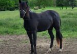 Registered half Arabian and half Quarter horse