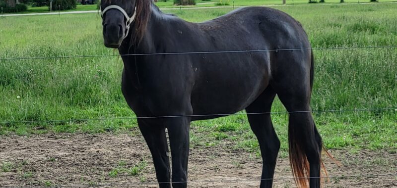 Registered half Arabian and half Quarter horse