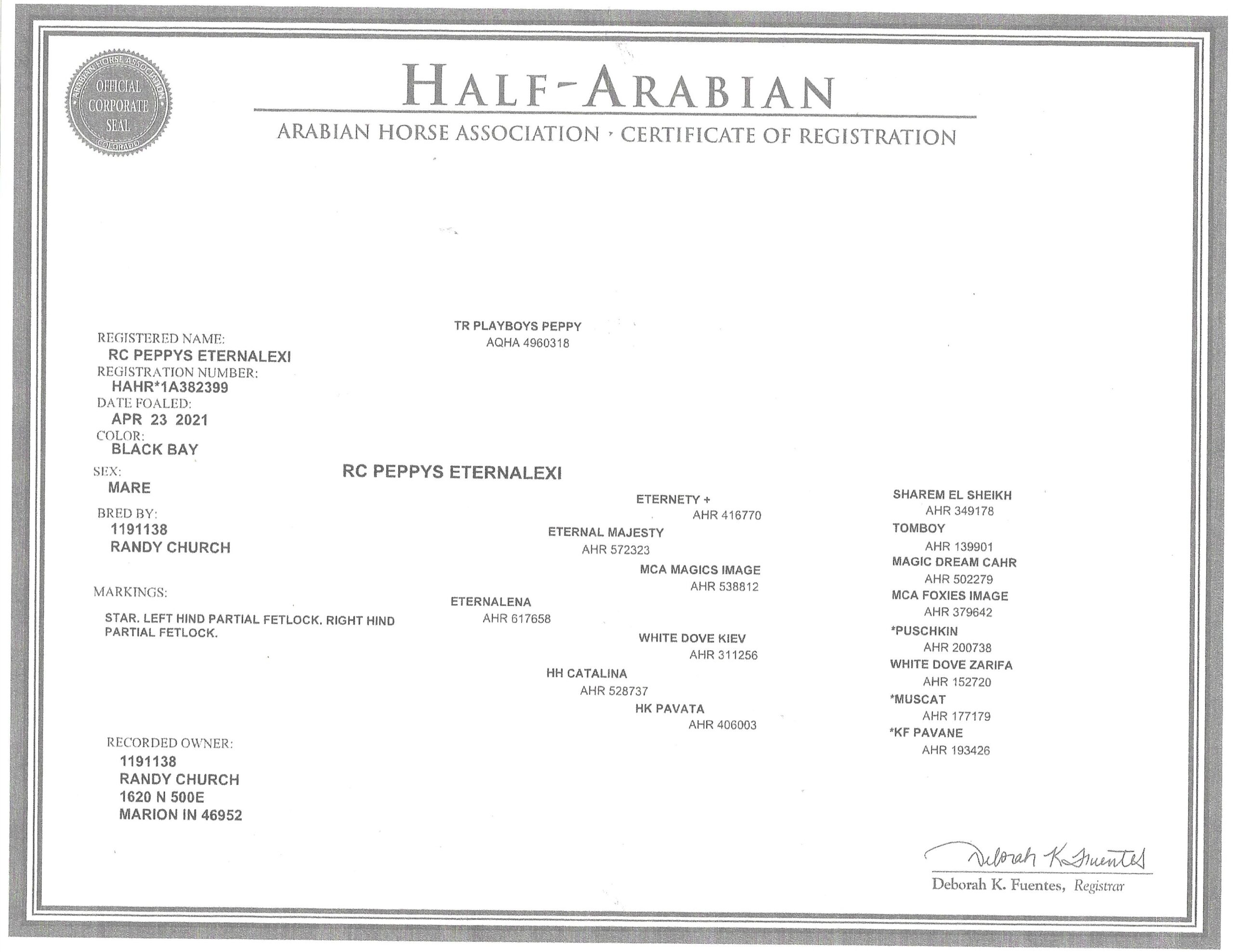 Registered half Arabian and half Quarter horse