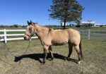 Buckskin quarter horse gelding