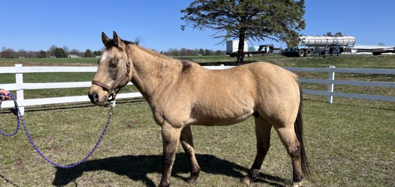 Buckskin quarter horse gelding