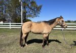 Buckskin quarter horse gelding
