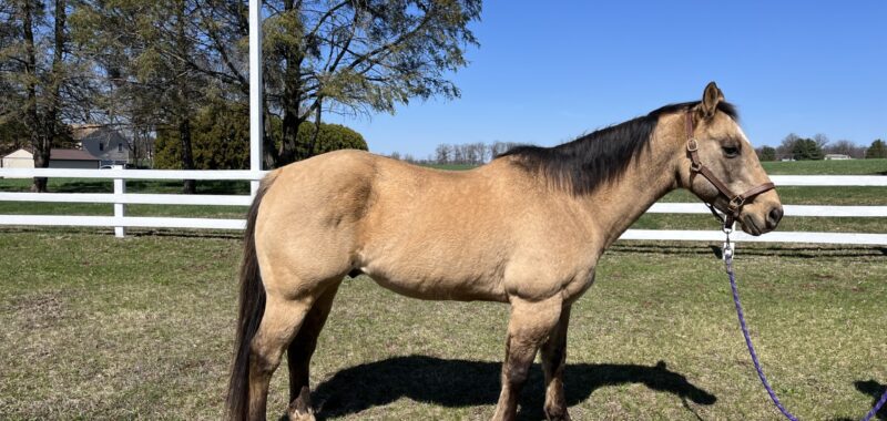 Buckskin quarter horse gelding