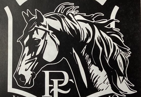 KFPS Colt Friesian