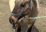 Bears Dusty Lady/Reba is a good horse through and through. She is looking for a new home because her owners are aging out.