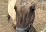 Bears Dusty Lady/Reba is a good horse through and through. She is looking for a new home because her owners are aging out.