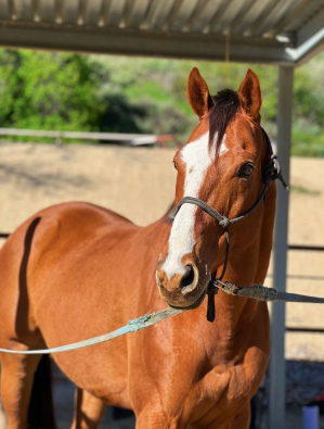 Screenshot-2025-04-21-123217