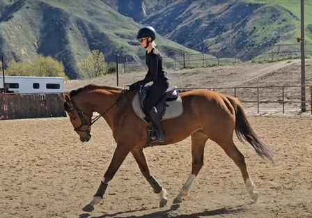 Roaring Tiger – 2018 16.3 HH Thoroughbred Gelding
