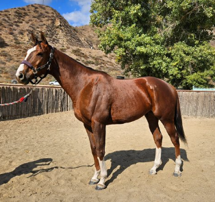 Roaring Tiger – 2018 16.3 HH Thoroughbred Gelding