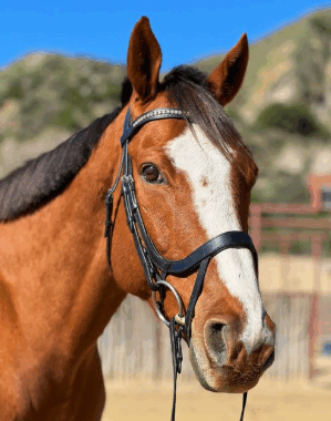 Roaring Tiger – 2018 16.3 HH Thoroughbred Gelding
