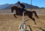 Royal Kadar – 2016 15.3 HH Arabian Gelding