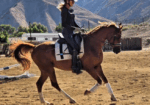 Royal Kadar – 2016 15.3 HH Arabian Gelding