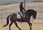 Kid Deelites – 2018 16.1HH Thoroughbred Mare