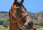 Saint Ignacio – 2020 16.3 HH Thoroughbred Gelding