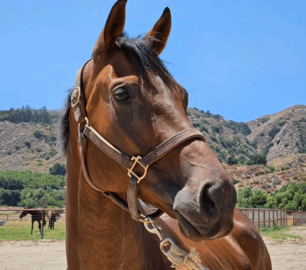 Saint Ignacio – 2020 16.3 HH Thoroughbred Gelding