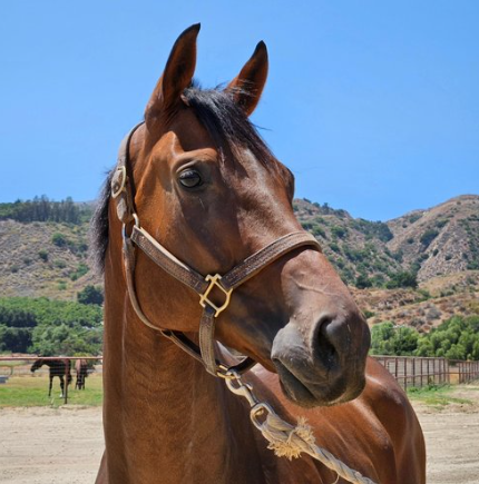 Screenshot-2025-04-21-132843