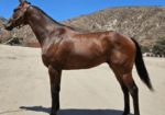Saint Ignacio – 2020 16.3 HH Thoroughbred Gelding
