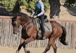 Saint Ignacio – 2020 16.3 HH Thoroughbred Gelding