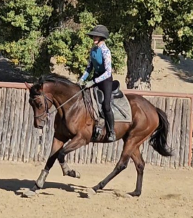 Saint Ignacio – 2020 16.3 HH Thoroughbred Gelding