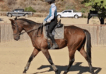 Saint Ignacio – 2020 16.3 HH Thoroughbred Gelding