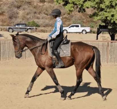 Saint Ignacio – 2020 16.3 HH Thoroughbred Gelding